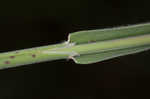 Common velvetgrass